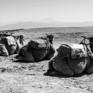 Marrakech, the ocher city